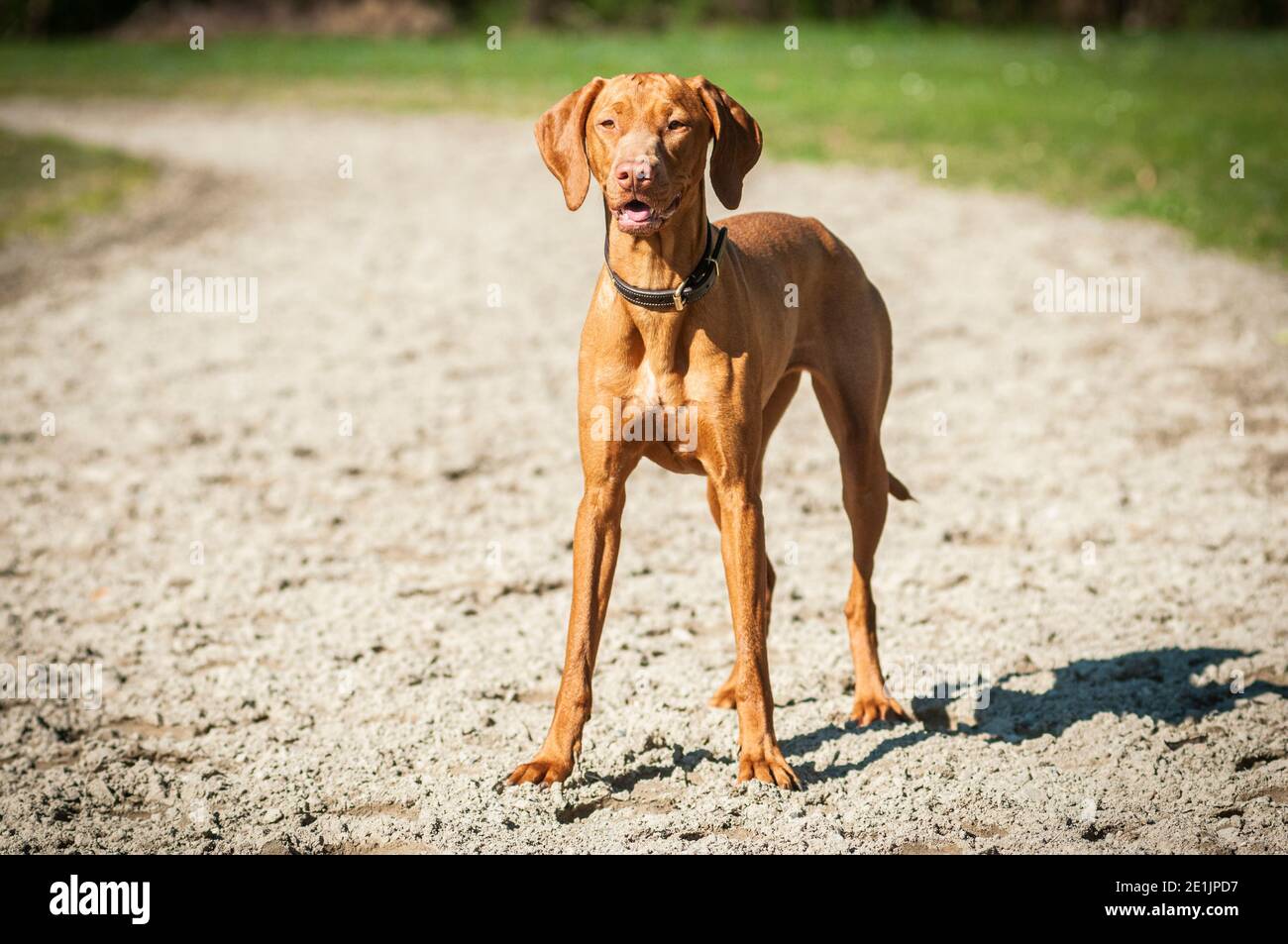 Energetische ungarische Vizsla steht auf einem sandigen Weg. Kurzhaarige vizsla sind die beliebtesten, aber es gibt auch vizsla mit langen Haaren Stockfoto