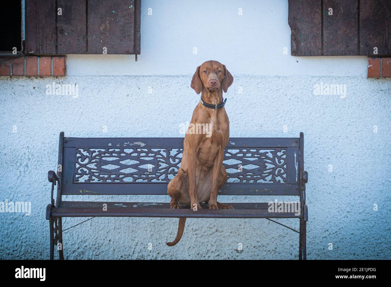 Schöne ungarische Vizsla sitzt auf einer Bank in einem ländlichen Bauernhof. Vizsla sind tolle Jagdhunde und lieben vor allem die Jagd auf Vögel Stockfoto
