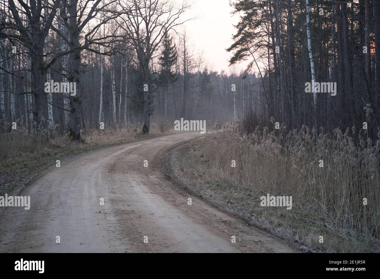 Eine leere Schotterstraße durch einen Wald in der Dämmerung Stockfoto