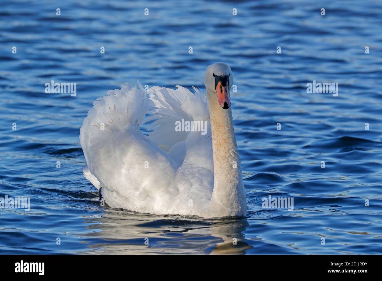 Höckerschwan (Cygnus Olor) Stockfoto Höckerschwan (Cygnus Olor) Stockfoto
