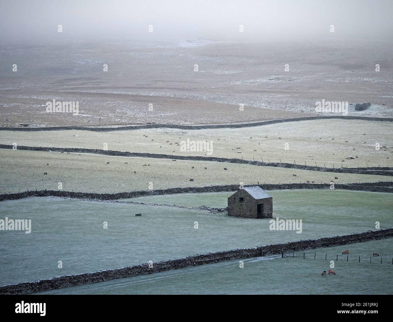 Steinscheune inmitten von Patchwork von Feldern mit leichtem Schneebedeckung und Schafweiden und rauem Fell in Wolkendecke darüber hinaus im Winter in Cumbria, England, Großbritannien Stockfoto