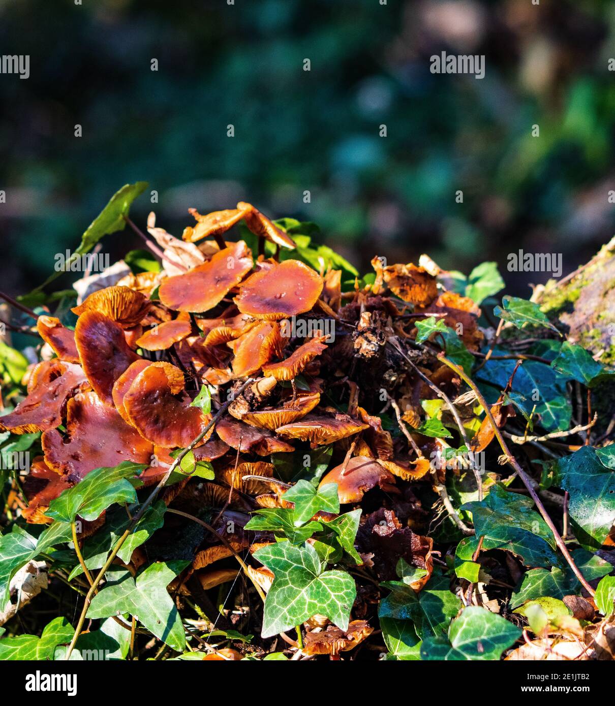 Samtschenkelpilze. Flammulina velutipes Stockfoto