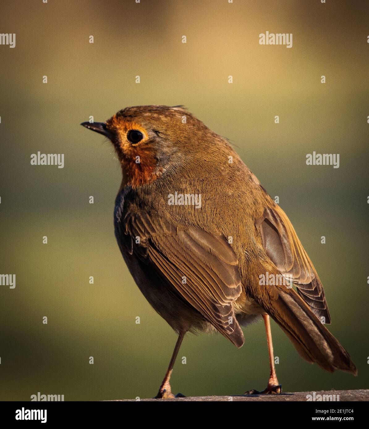 Robin (Erithacus Rubecula) im winter Stockfoto