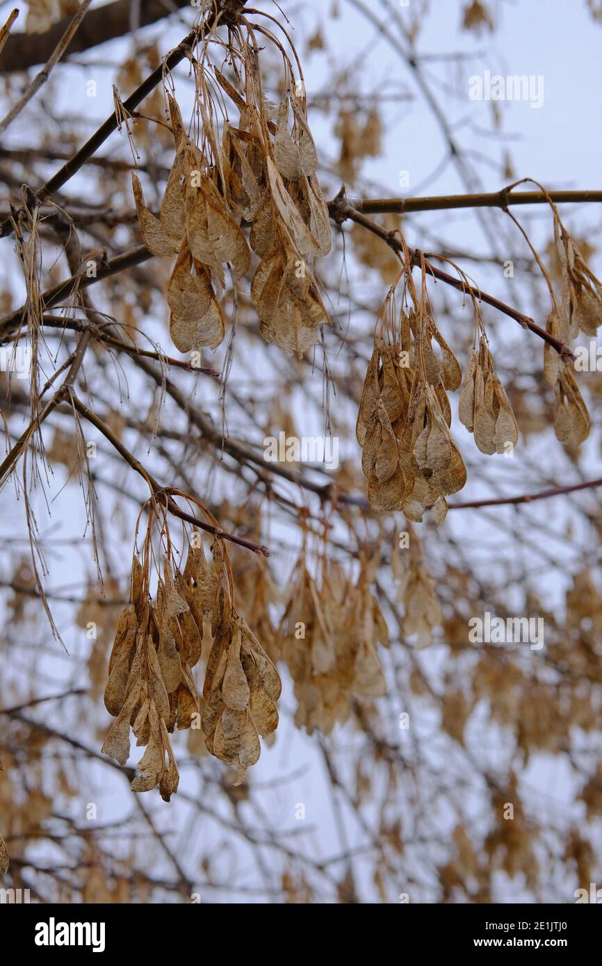 Mid Winter Ahorn (Acer spp.) Baumzweig mit einer enormen Anzahl von letztjährigen Trockenhubschrauber (samara). Ottawa, Ontario, Kanada. Stockfoto