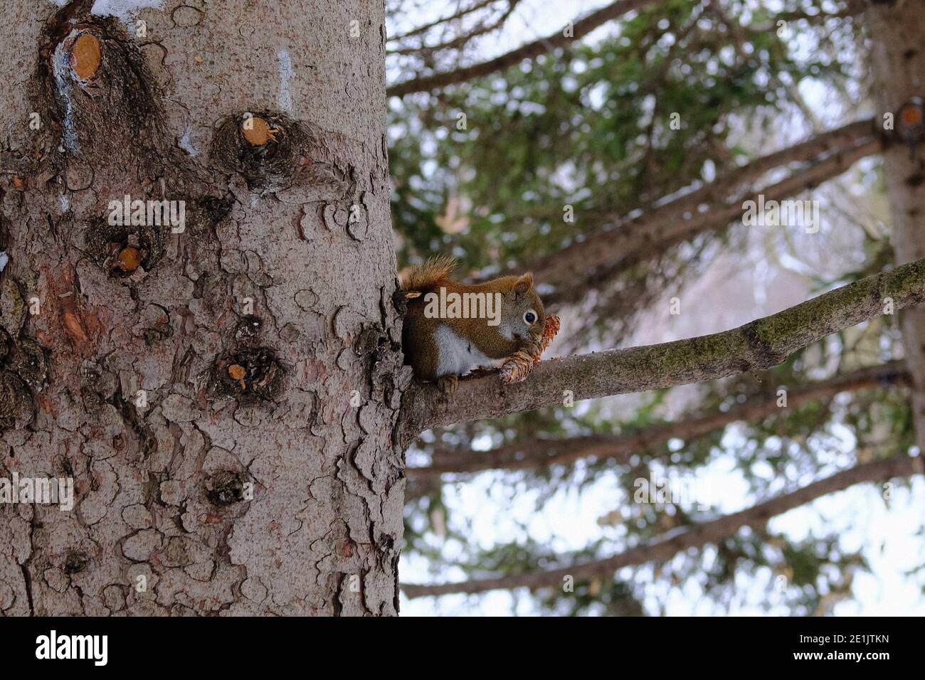 Das amerikanische rote Eichhörnchen (Tamiasciurus hudsonicus) auf dem Zweig der Kiefer, das im Winter auf dem Kegel der Kiefer schwitzt. Ottawa, Ontario, Kanada. Stockfoto
