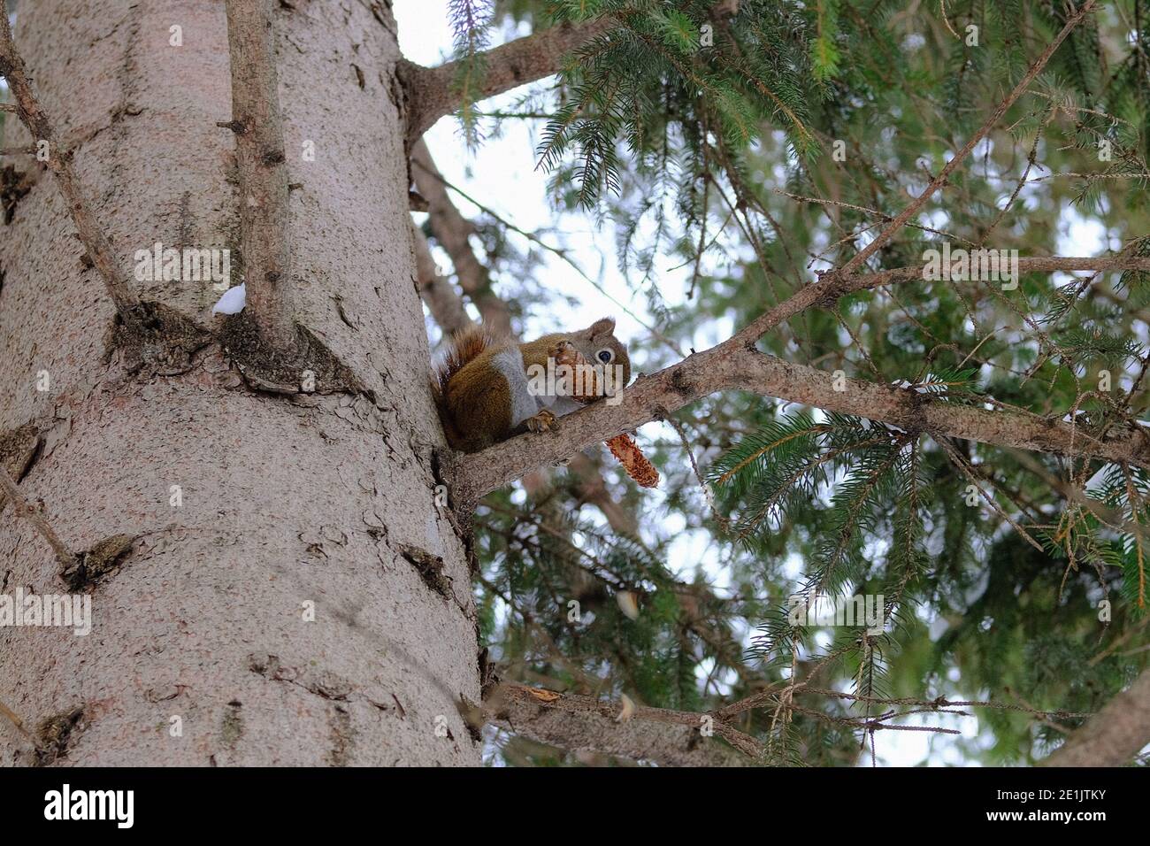 Das amerikanische rote Eichhörnchen (Tamiasciurus hudsonicus) auf dem Zweig der Kiefer, das im Winter auf dem Kegel der Kiefer schwitzt. Ottawa, Ontario, Kanada. Stockfoto