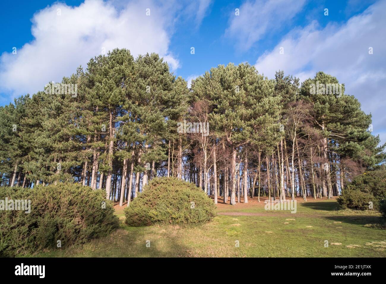 Sutton Park in Sutton Coldfield in der Nähe von Birmingham ist 2000 Hektar Von Parklandschaft mit Rad- und Reitwegen und Seen für Freizeit Stockfoto