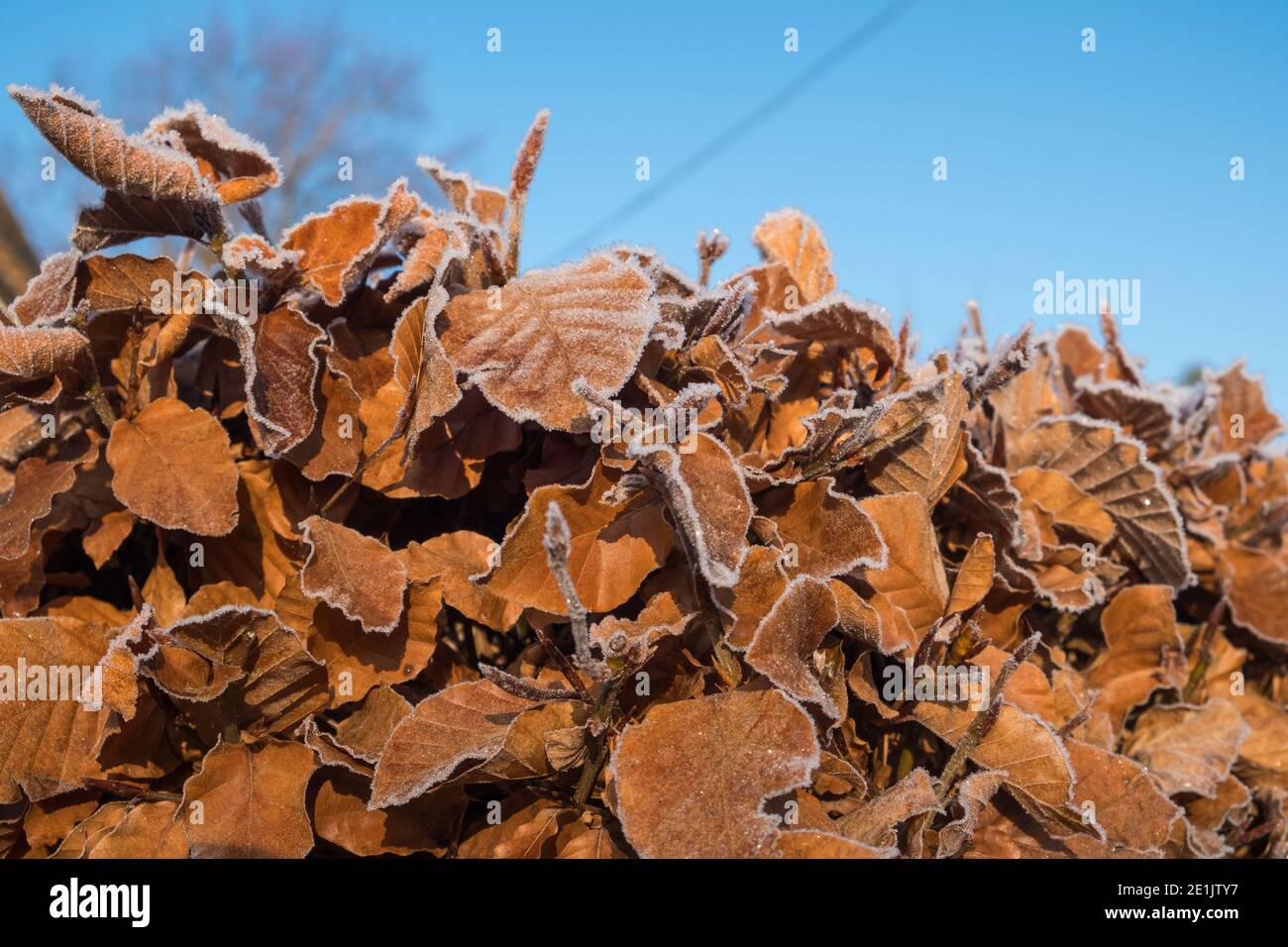 Im Winter frostige Blätter auf einer Buchenhecke Stockfoto