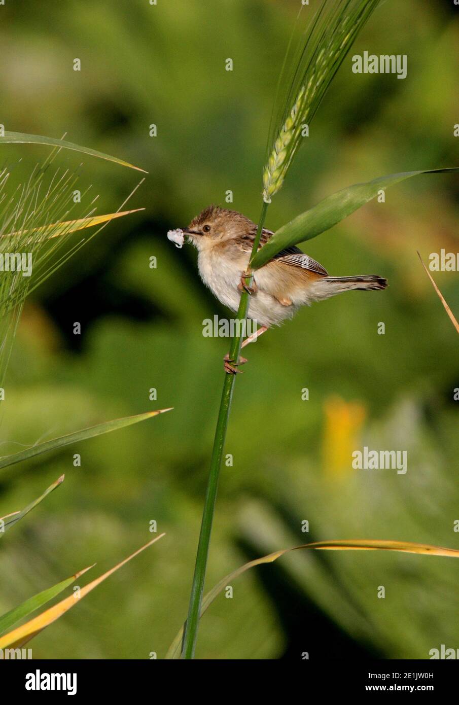 Zitting Cisticola (Cisticola juncidis cisticola) Erwachsener auf Blatt mit Nistmaterial Marokko Mai Stockfoto