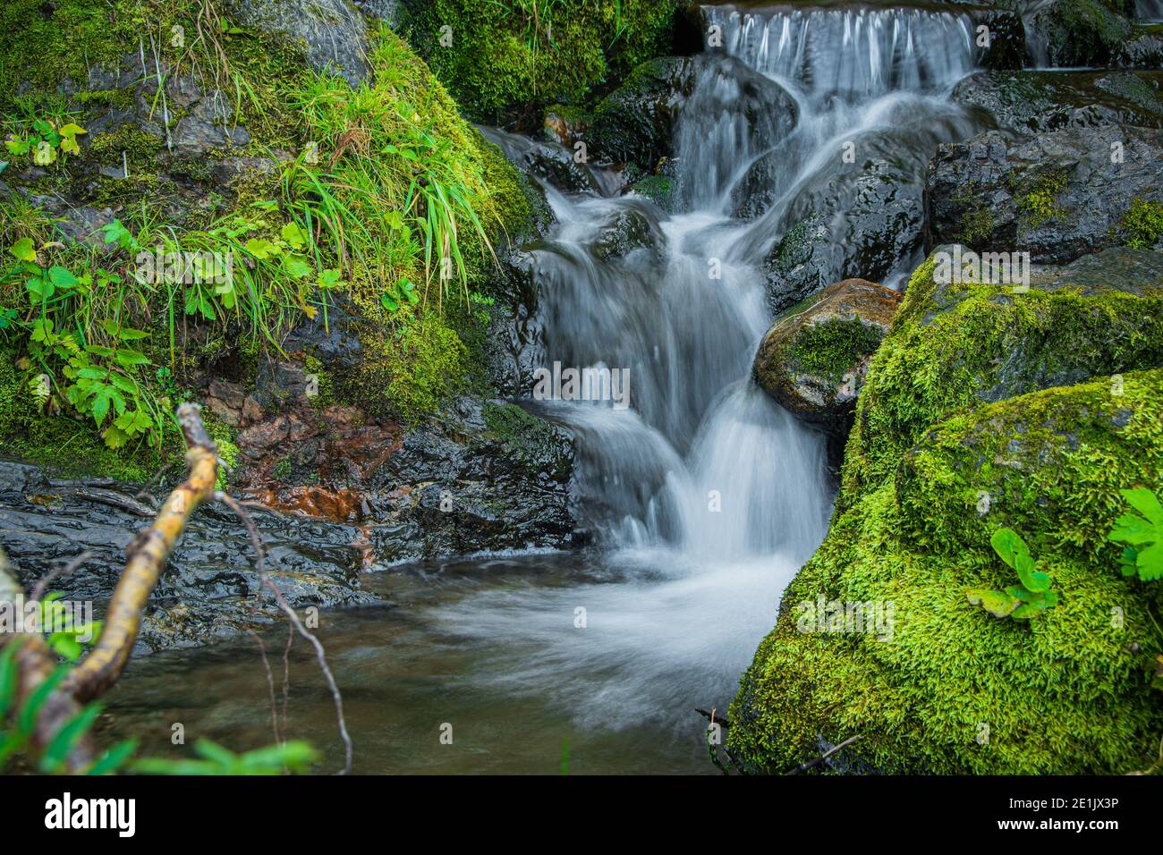 Waldbach im Regenwald. Wasserfall zwischen moosigen Felsen und Grün. Bergfluss am Sommertag. Naturlandschaft mit Kaskaden von Bergbach Stockfoto