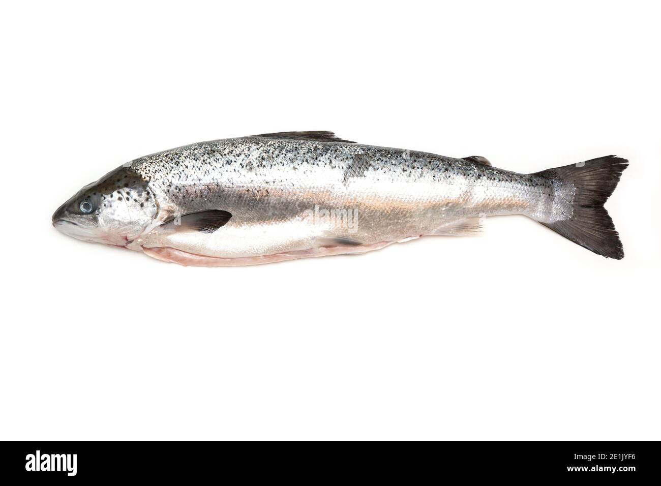 Ganzer schottischer Lachsfisch (1kg) isoliert auf weißem Studiohintergrund. Stockfoto