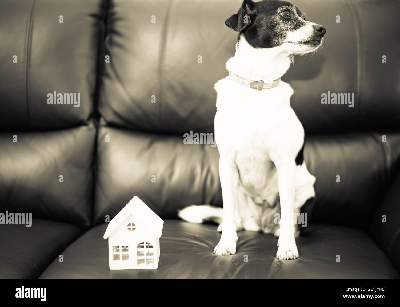 Foto von süßen Hund und kleines Haus. Annahme und PET-Konzept. Stockfoto