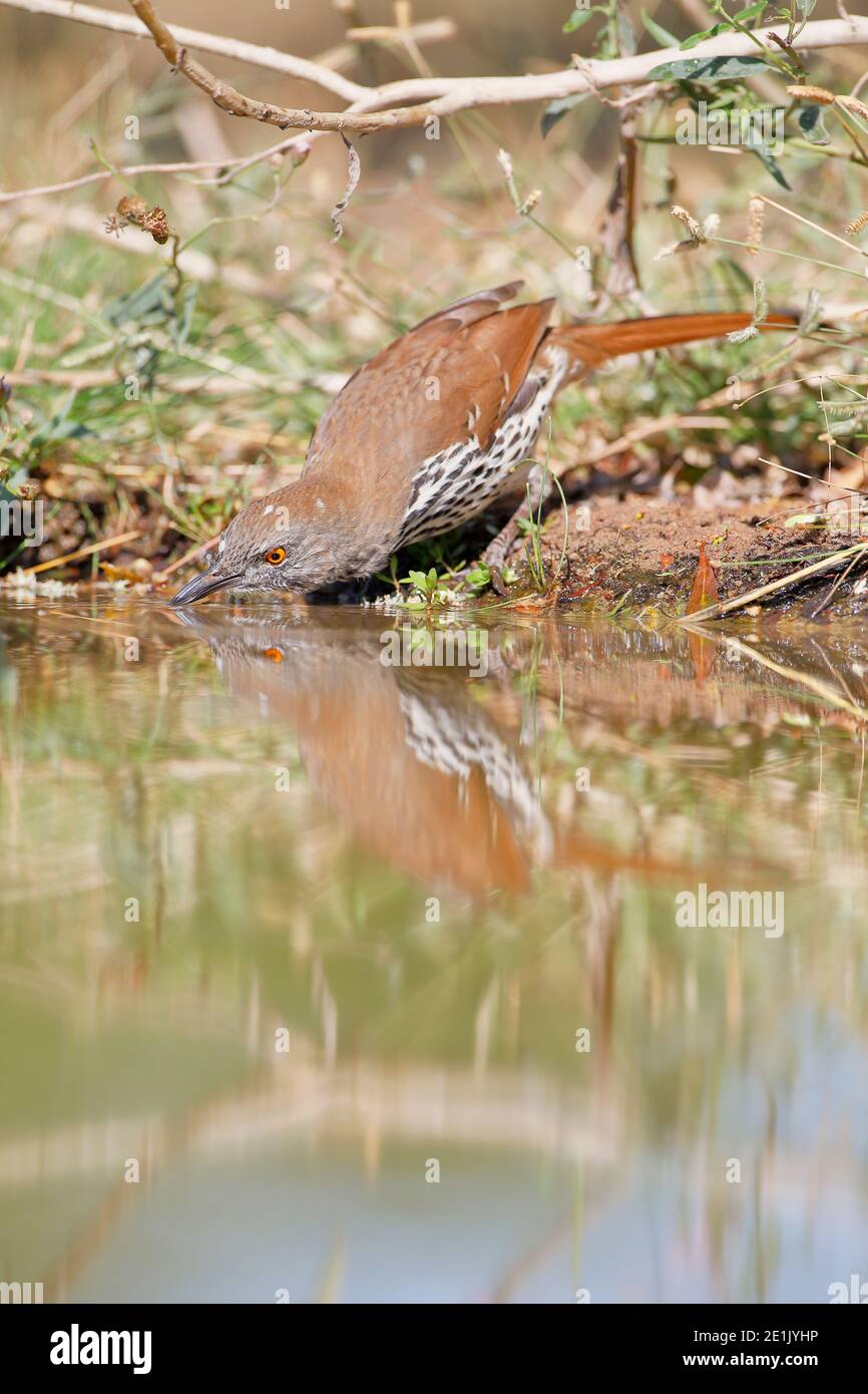 Long-billed thrasher (Toxostoma longirostre) Drinking, South Texas, USA Stockfoto