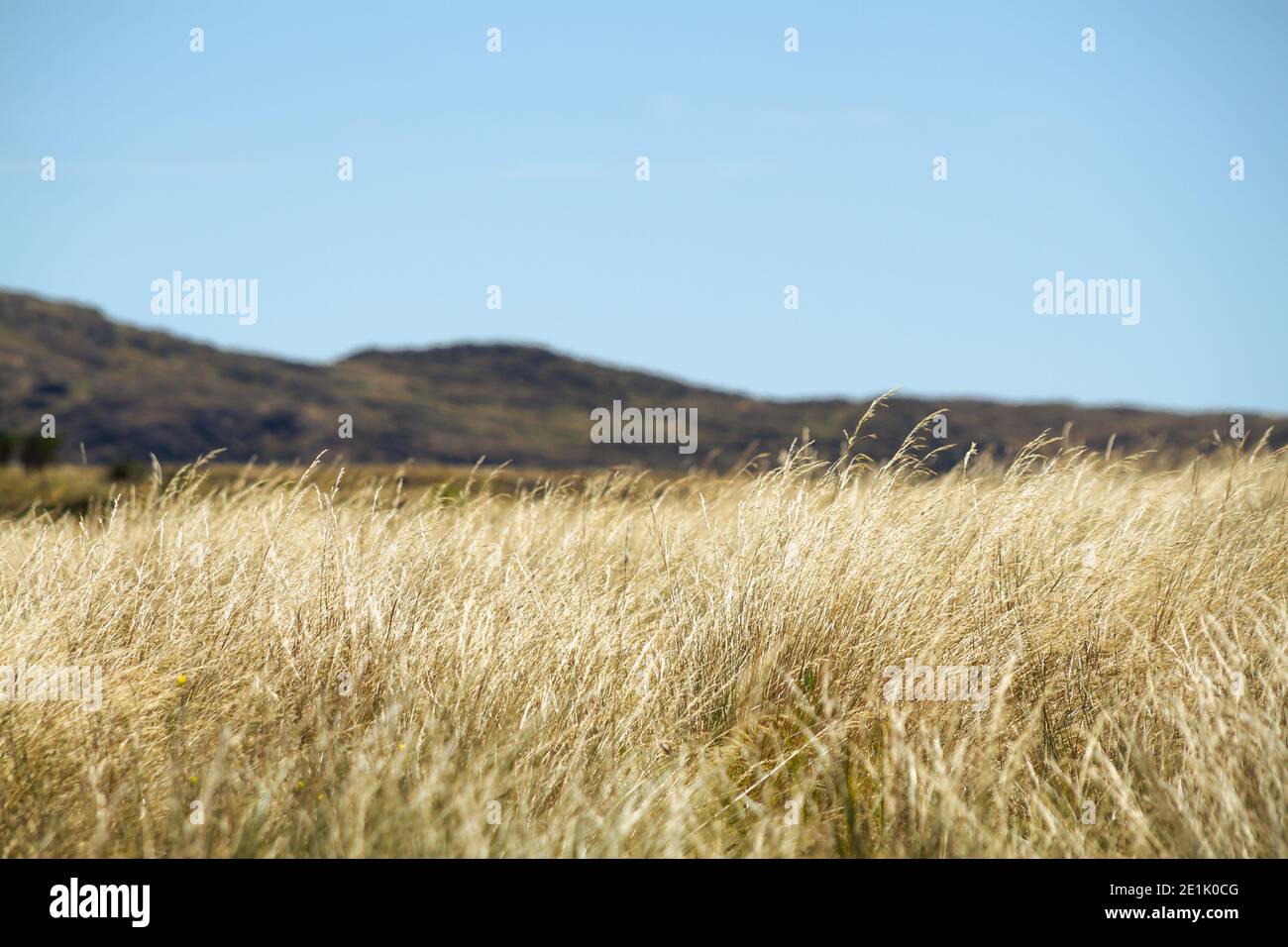 Lange Weidewiese für Rinder im Südsommer mit Die Sierra de la Ventana im Hintergrund Stockfoto