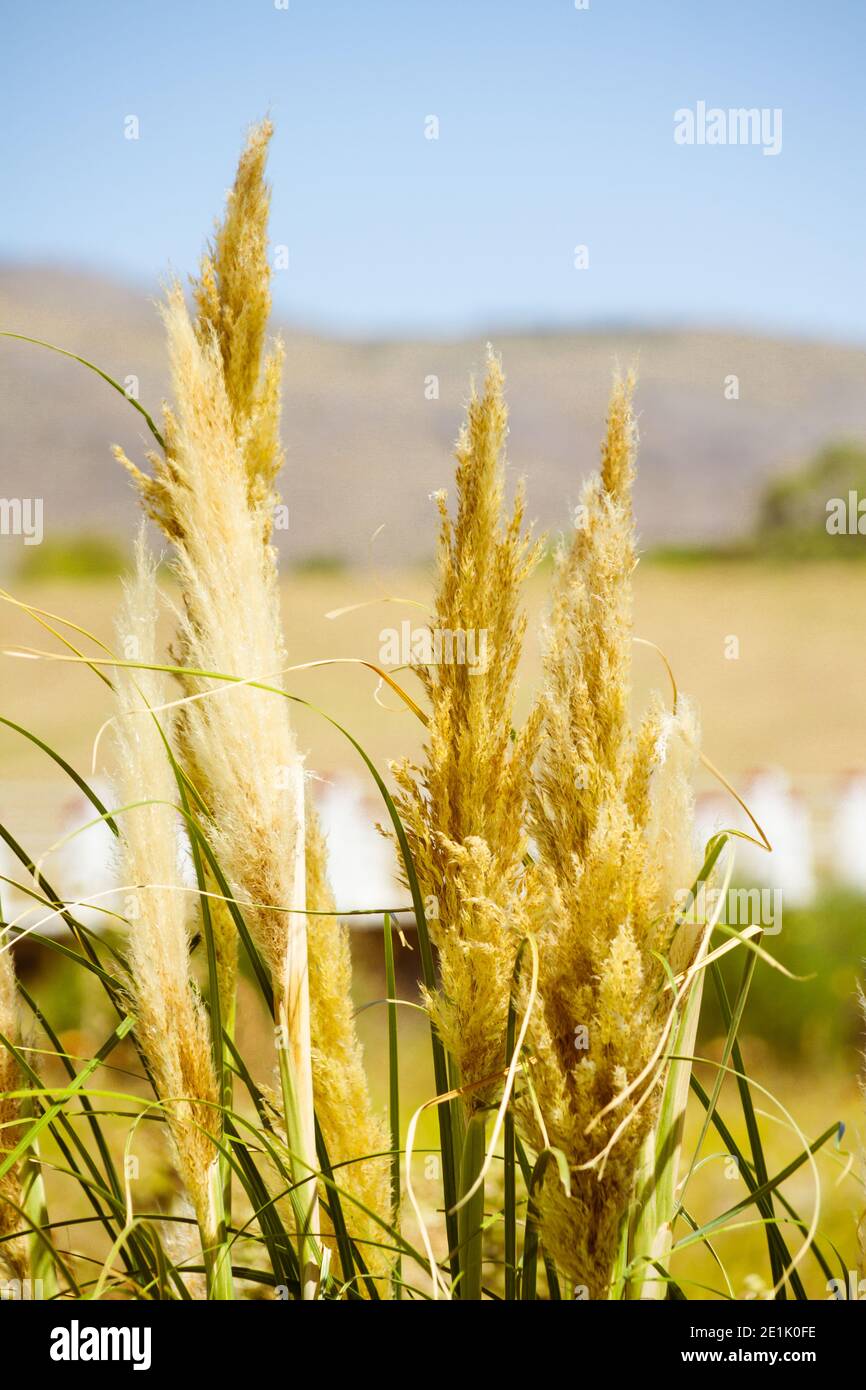 Cortaderia selloana, Argentinien, mit dem Sierras de la Ventana im Hintergrund Stockfoto