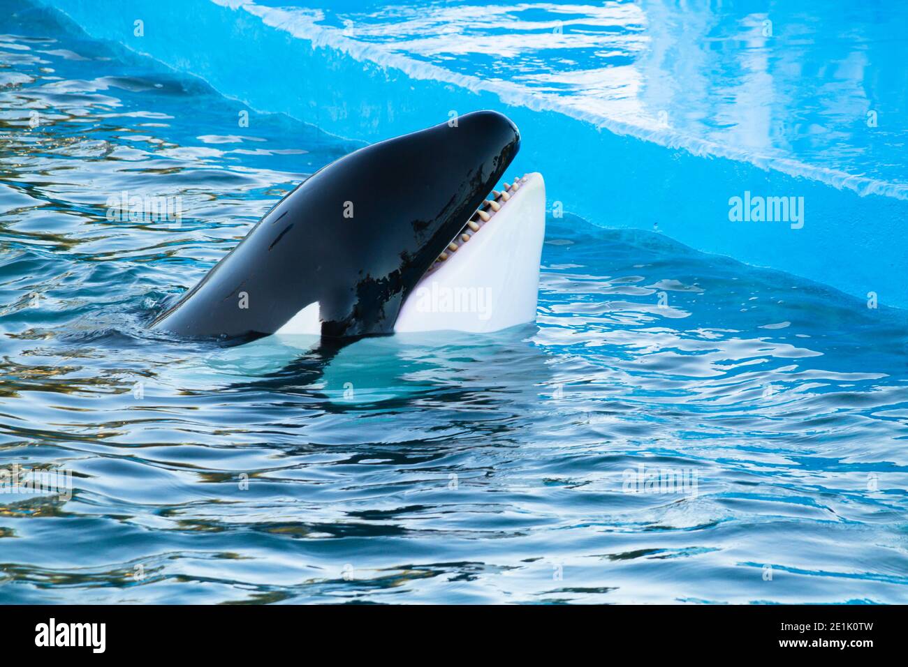 Schöner schwarz-weißer Kopf eines Orcas oder Killerwals, Orcinos Orca, zeigt Zähne in einem Ozeanarium. Stockfoto