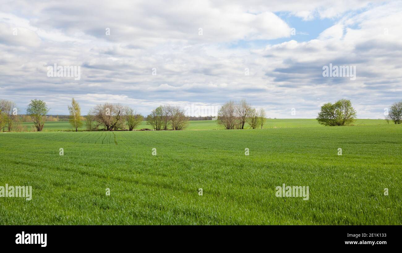 Weizenanbau in Russland. Weizentriebe auf den Feldern. Landschaft mit einem Weizenfeld im Frühjahr. Stockfoto