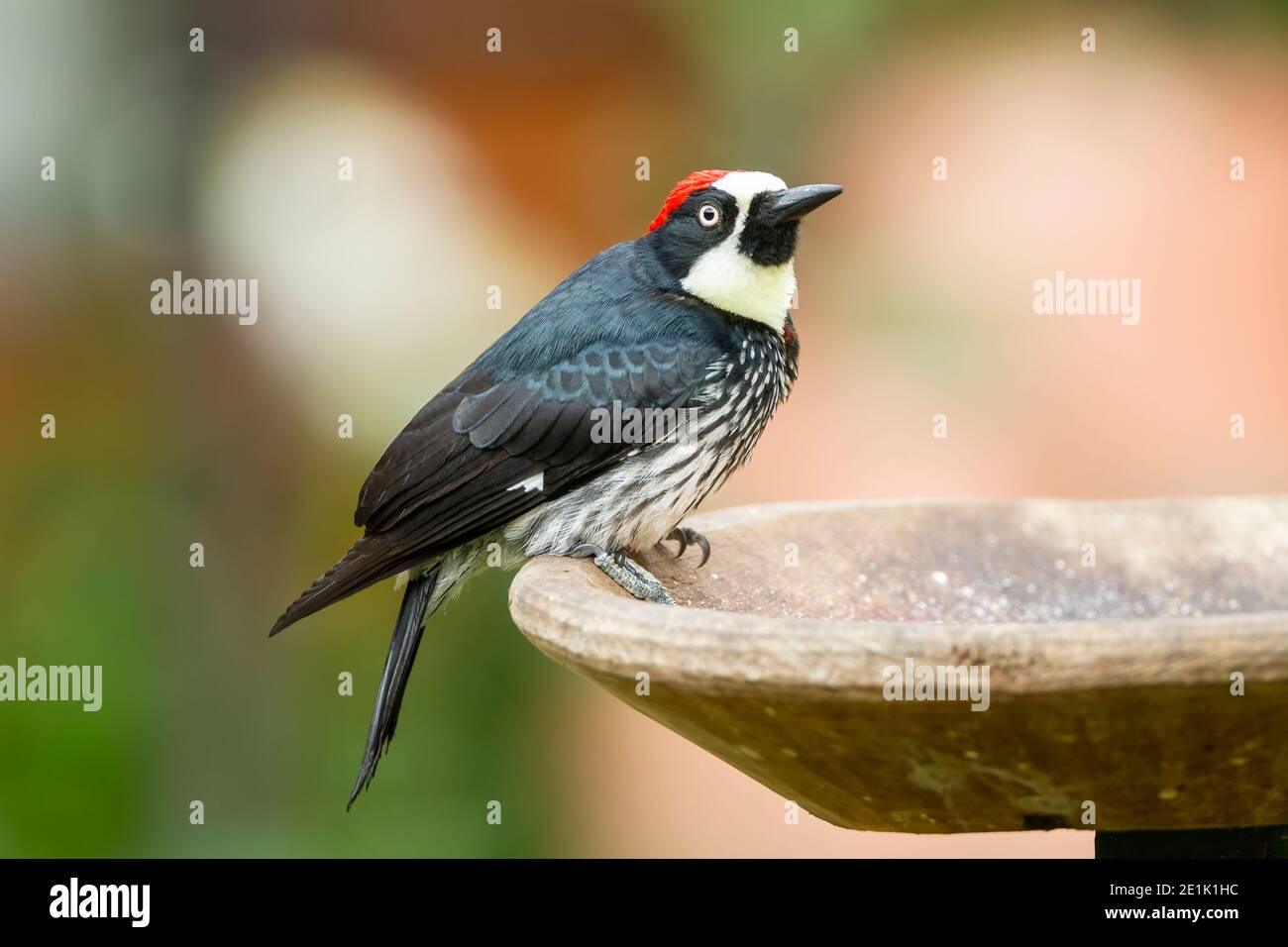 Acorn Woodpecker, Singel Erwachsener im Garten, Costa Rica Stockfoto