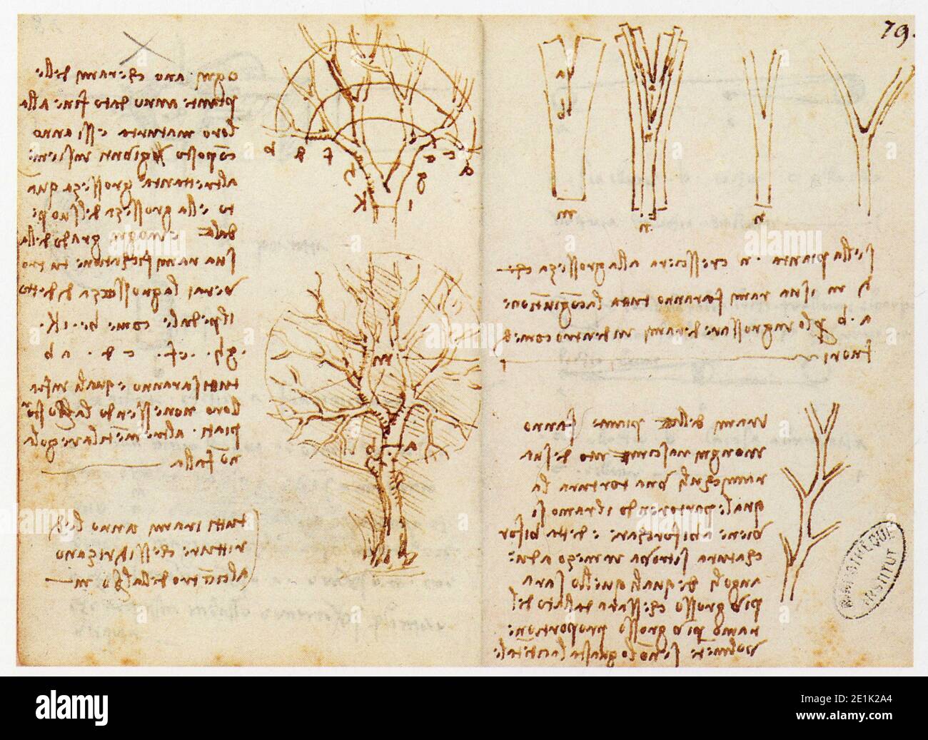 Leonardo da Vinci. 1452-1519. Étude de la Croissance des végétaux Stockfoto