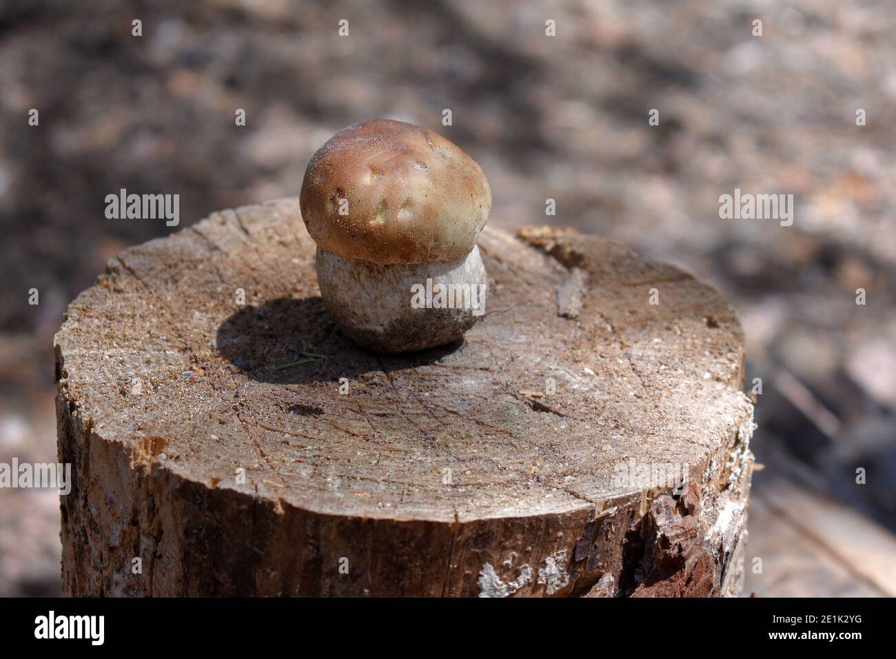 Pilz Stockfoto