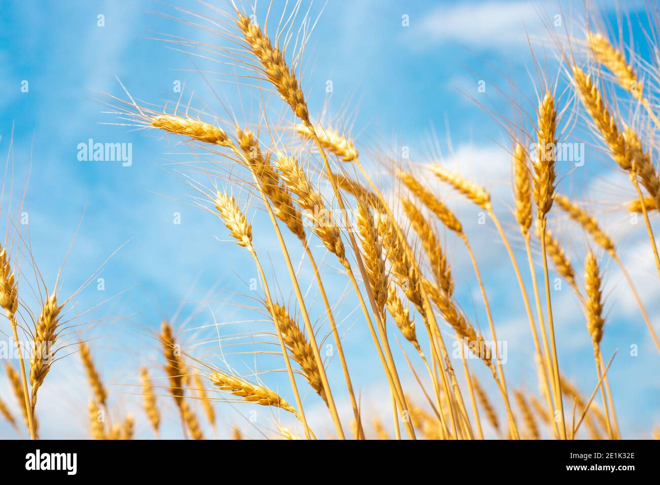 Ackerbau ackerbau anbauen anbauen anbau anbauen anbauen anbauen anbauen ...