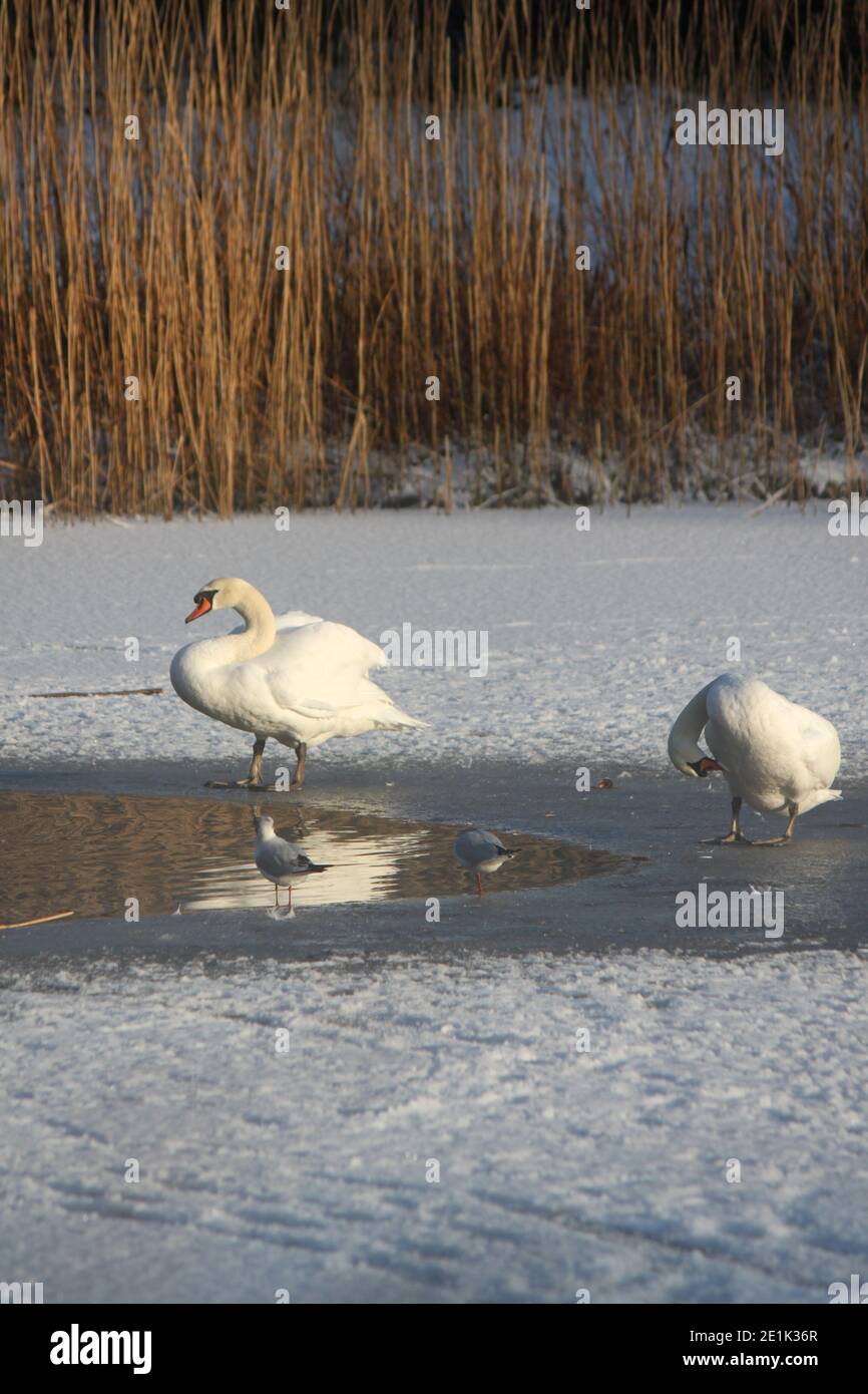 Weiße Schwäne sonnen sich auf einem gefrorenen See. Schottische Tierwelt im Winter. Winterlandschaften und Wasservögel (Jahreszeiten). Schilf an einem Seeufer. Stockfoto