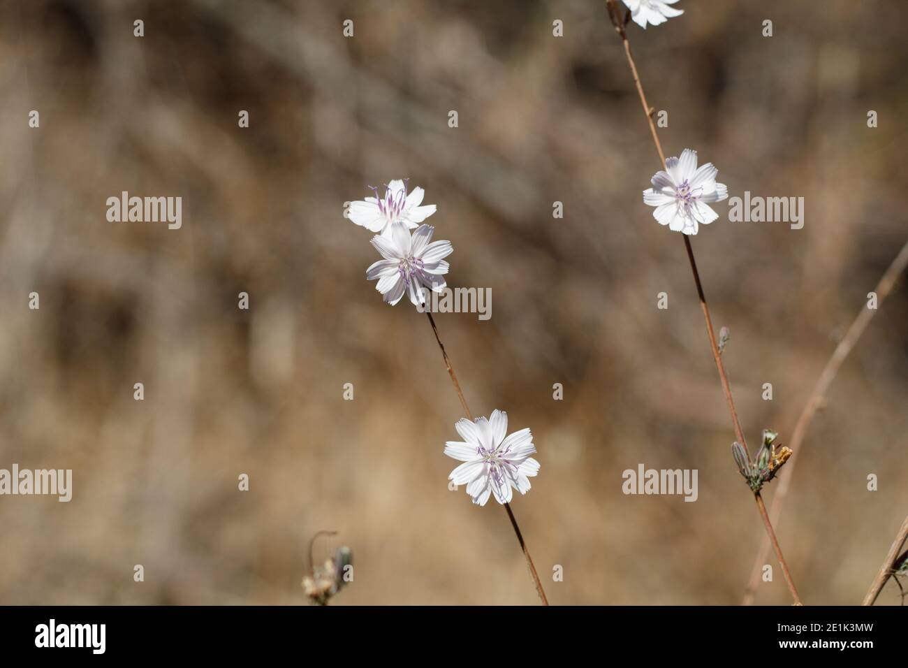 Weiße Kopfblüte, Chaparral Wirelettuce, Stephanomeria Diegensis, Asteraceae, native jährlich, Franklin Canyon Park, Santa Monica Mountains, Herbst. Stockfoto