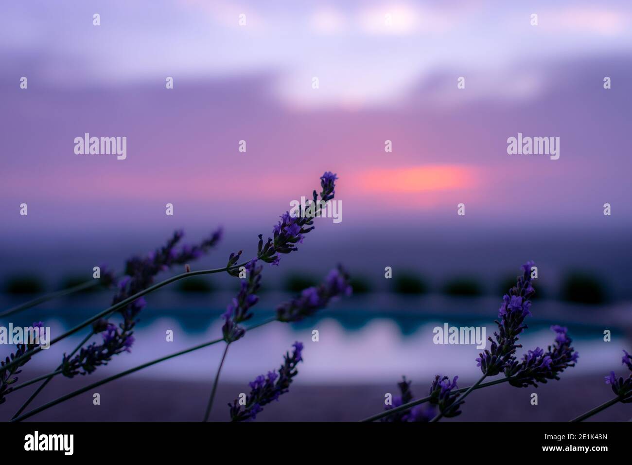 Fliederblüte, die in der Sommerbrise schwankt Stockfoto