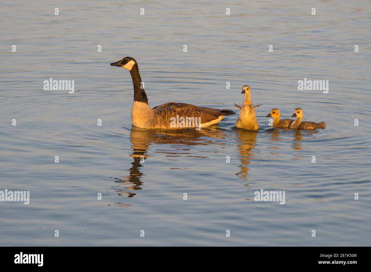 Kanadagans, Branta canadensis, mit Küken schwimmen Stockfoto
