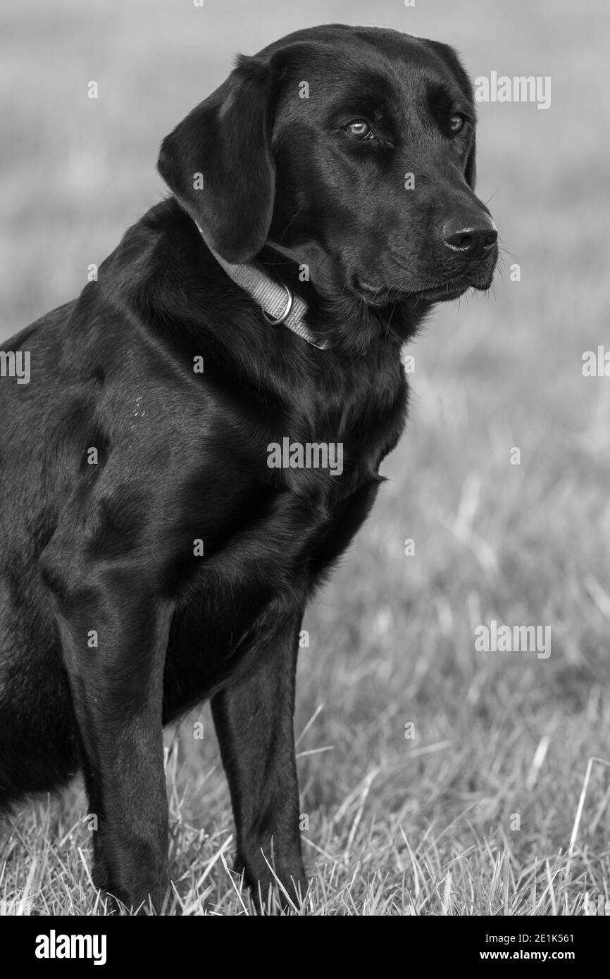 Nahaufnahme Porträt eines niedlichen schwarzen Labrador sitzt auf Das Gras Stockfoto