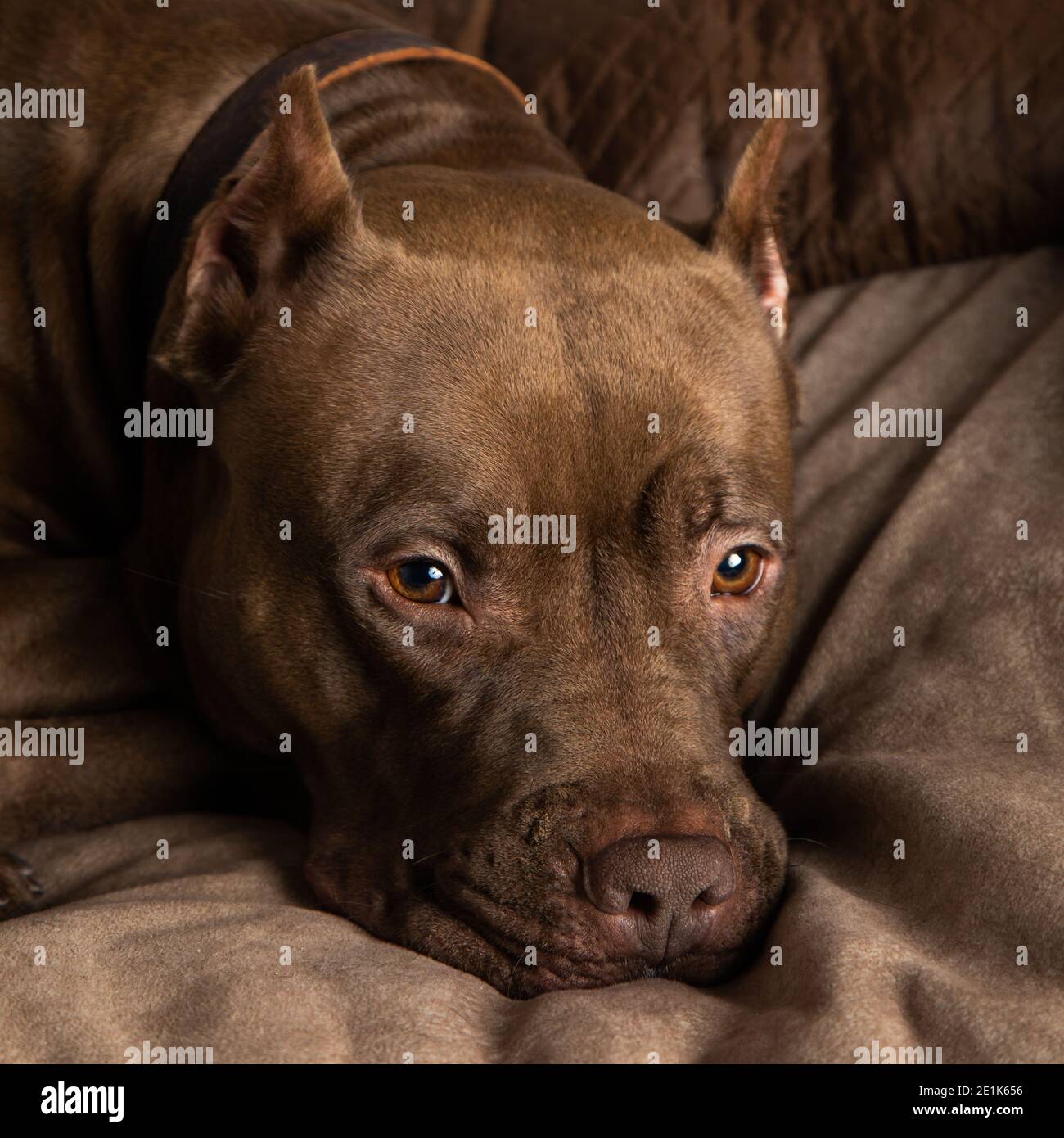 Schokoladen-Pit-Bulle mit trauriger Nahaufnahme Stockfoto