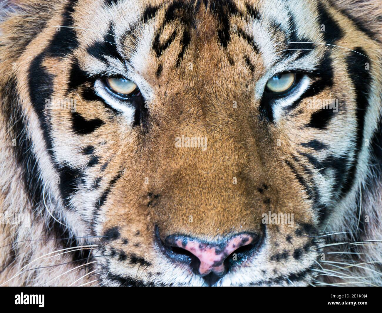 Tigergesicht mit Augen konzentrieren sich auf die Kamera Stockfoto