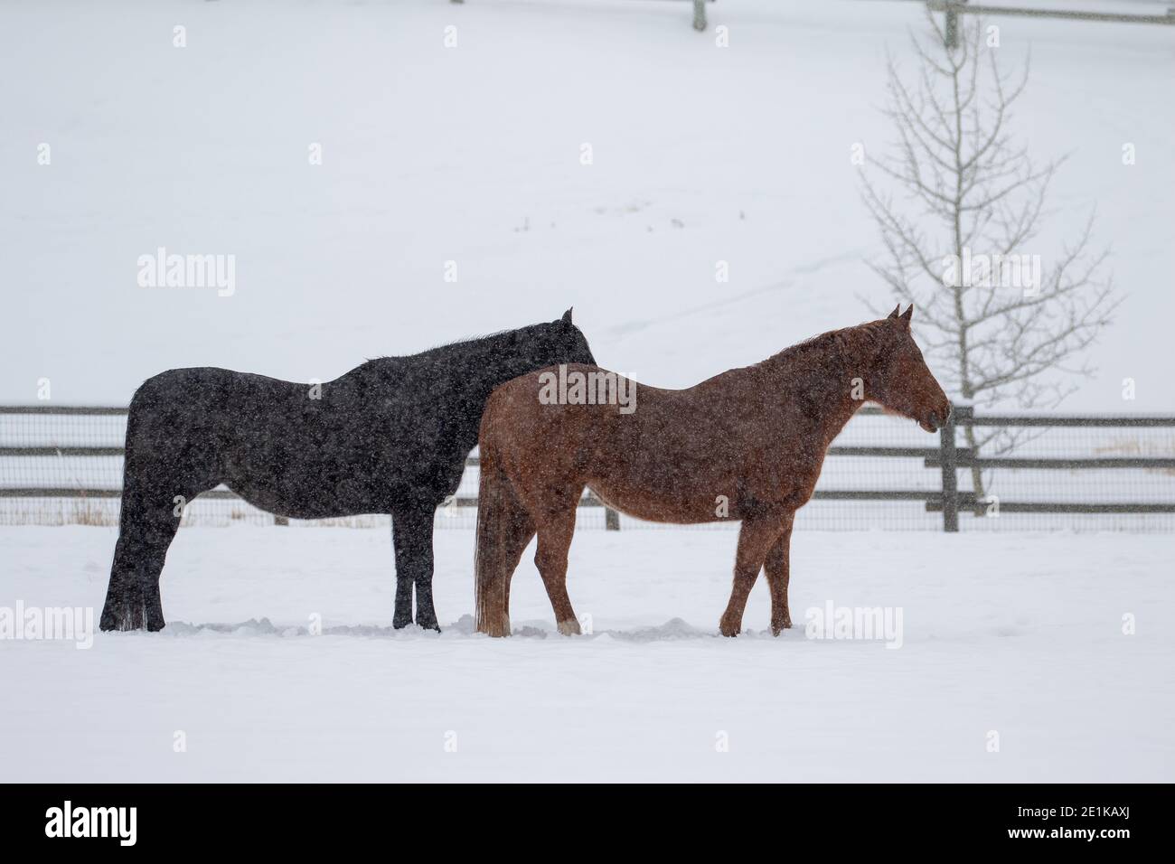 Pferde im Schnee Stockfoto