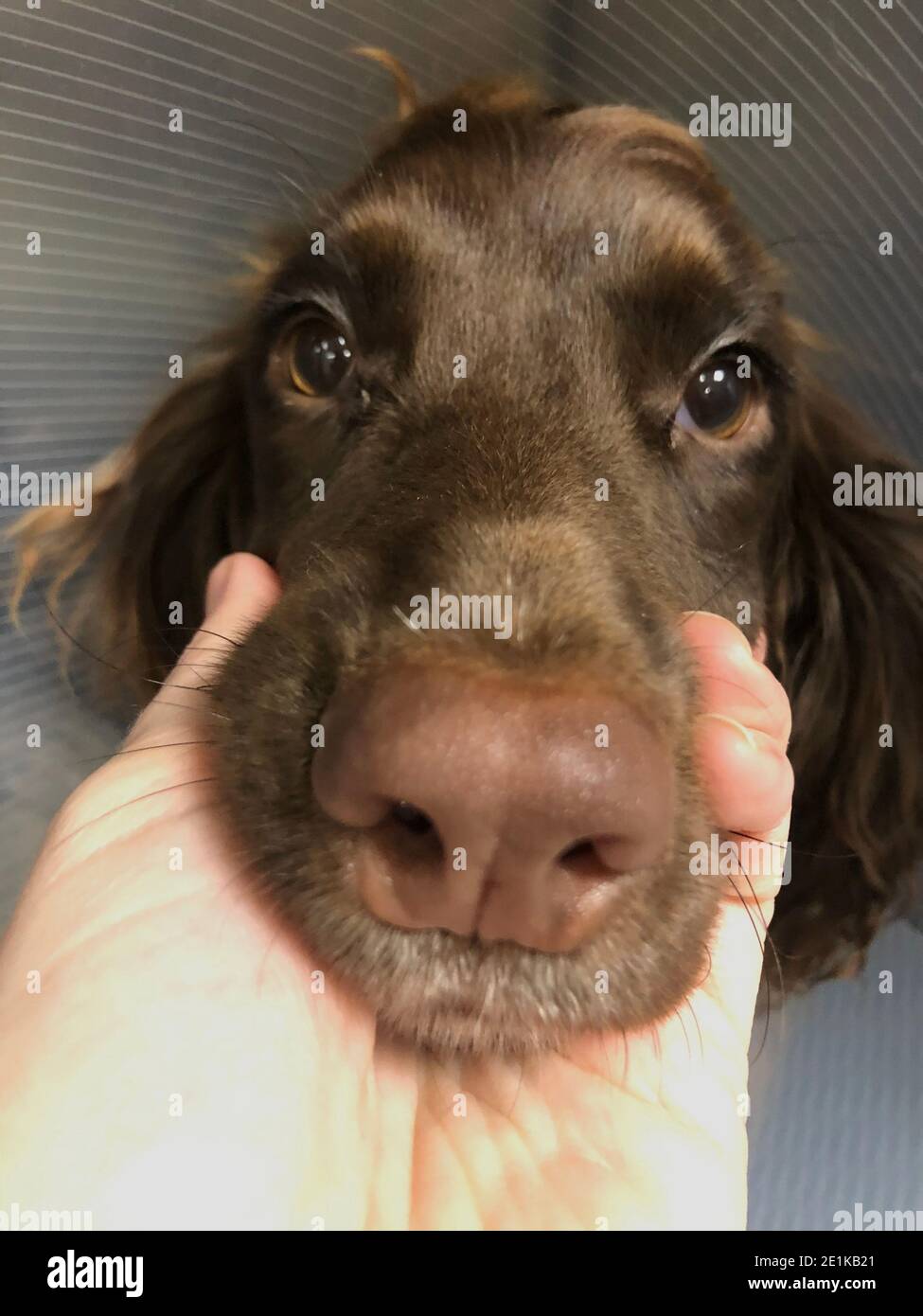 England-Januar- 2021-Bristol-eine Nahaufnahme eines Schokoksockspaniels Mit einem Buster Coller an Stockfoto