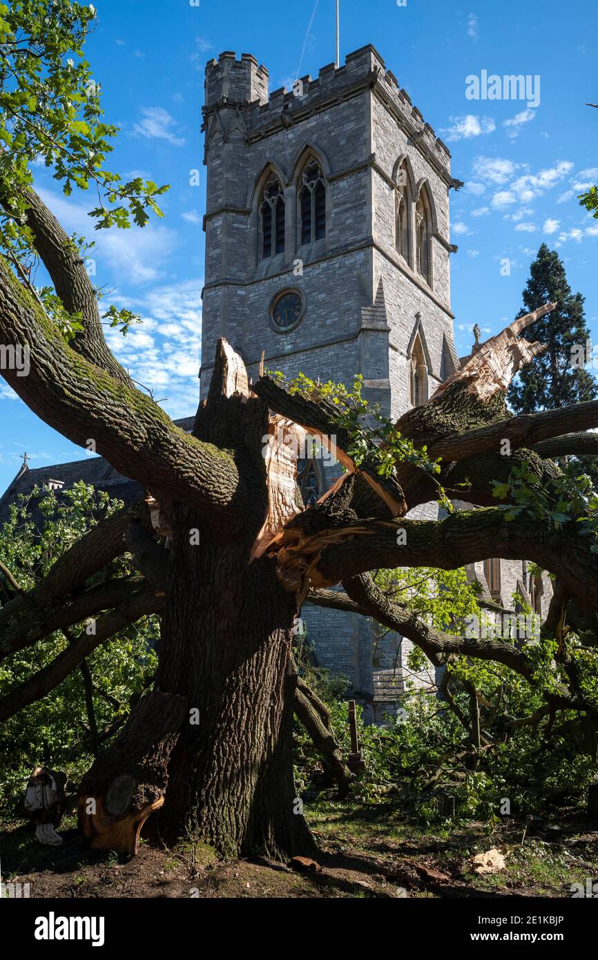 Beschädigte gefallene alte englische Eiche, Quercus, in Kirchhof einer traditionellen Pfarrkirche nach der Zeit des stürmischen windigen Wetters im Großraum London, Stockfoto