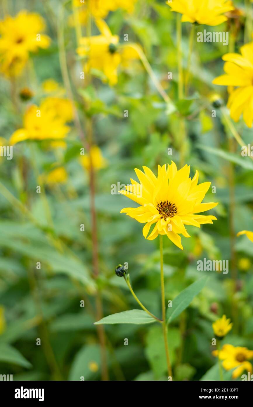 Helianthus Lemon Queen, leuchtend gelbe mehrjährige Blütenpflanze in der Familie der Asteraceae. Blumendarstellung von hohen Blumen im Landgarten, England Stockfoto