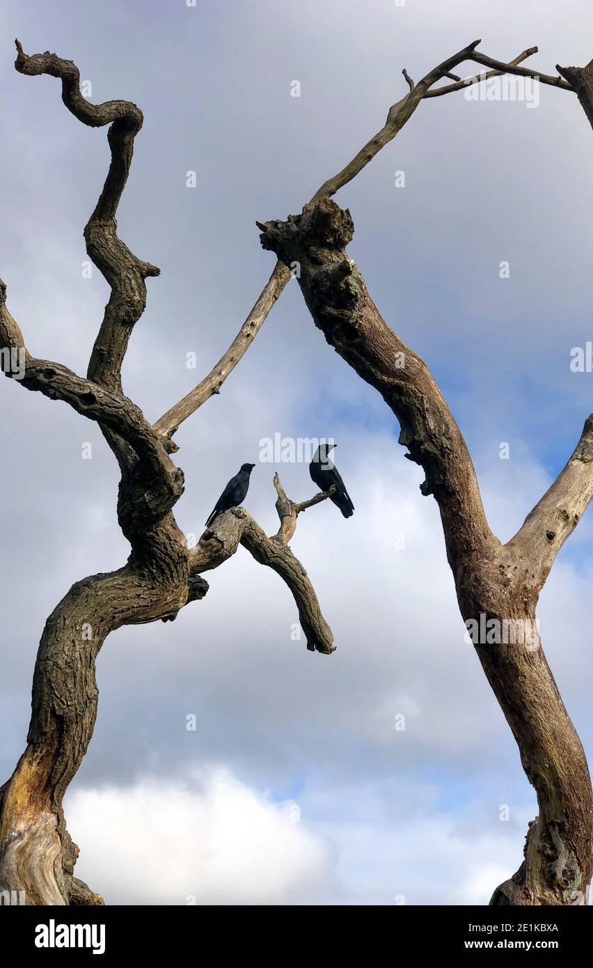 Zwei Krähen, Corvus, auf einem skulpturalen toten Baum in Gloucestershire, England Stockfoto