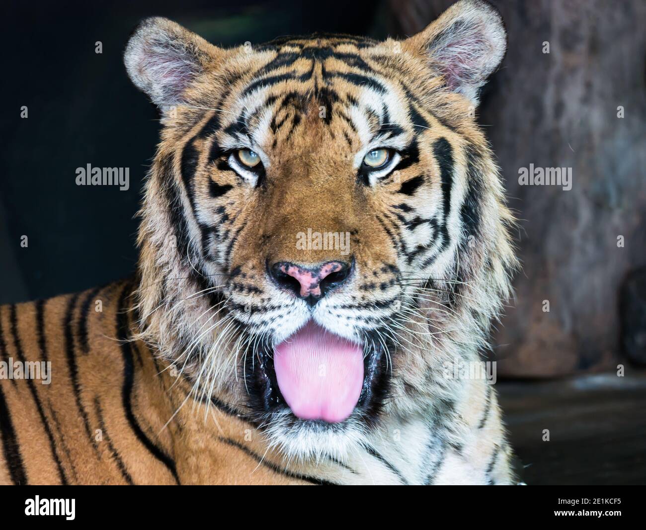 Tigergesicht mit Augen konzentrieren sich auf die Kamera Stockfoto