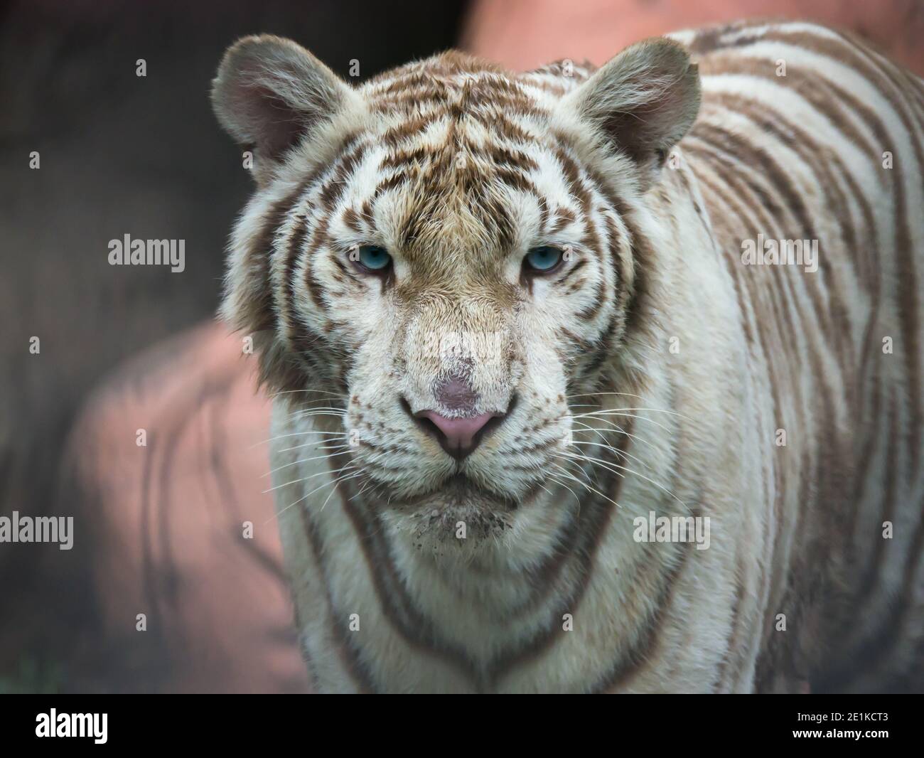 Nahaufnahme weißes Tigergesicht mit blauen Augen konzentrieren sich auf Kamera Stockfoto