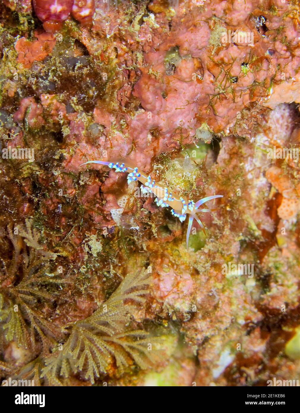 Tropischer Nudibranch Indianer Caloria (Caloria indica) am Riff. Raja Ampat Stockfoto