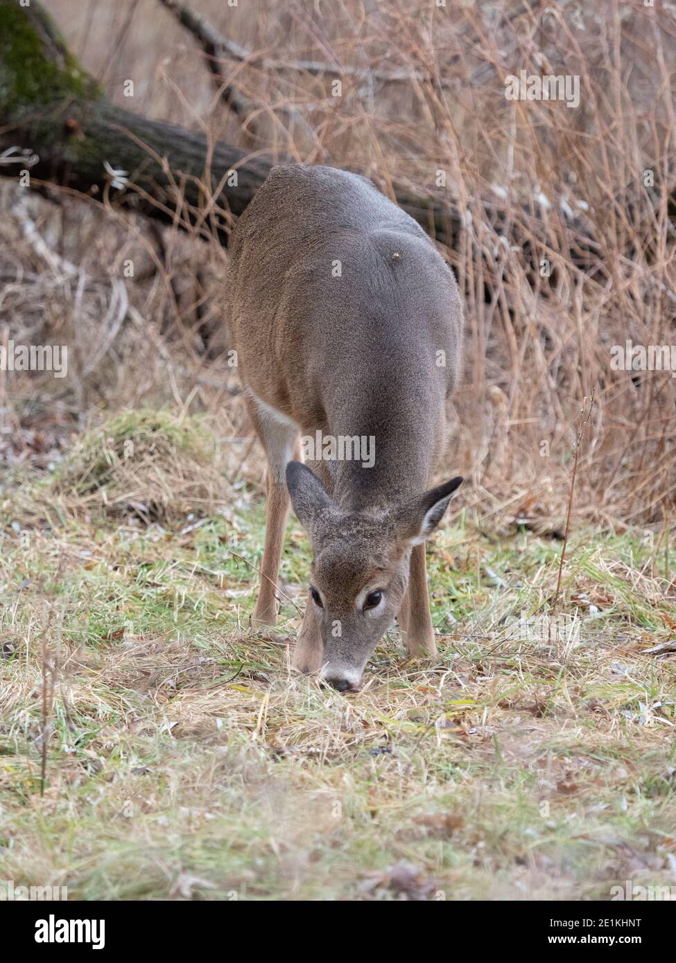 Weißschwanzhirsch steht im Wald Stockfoto