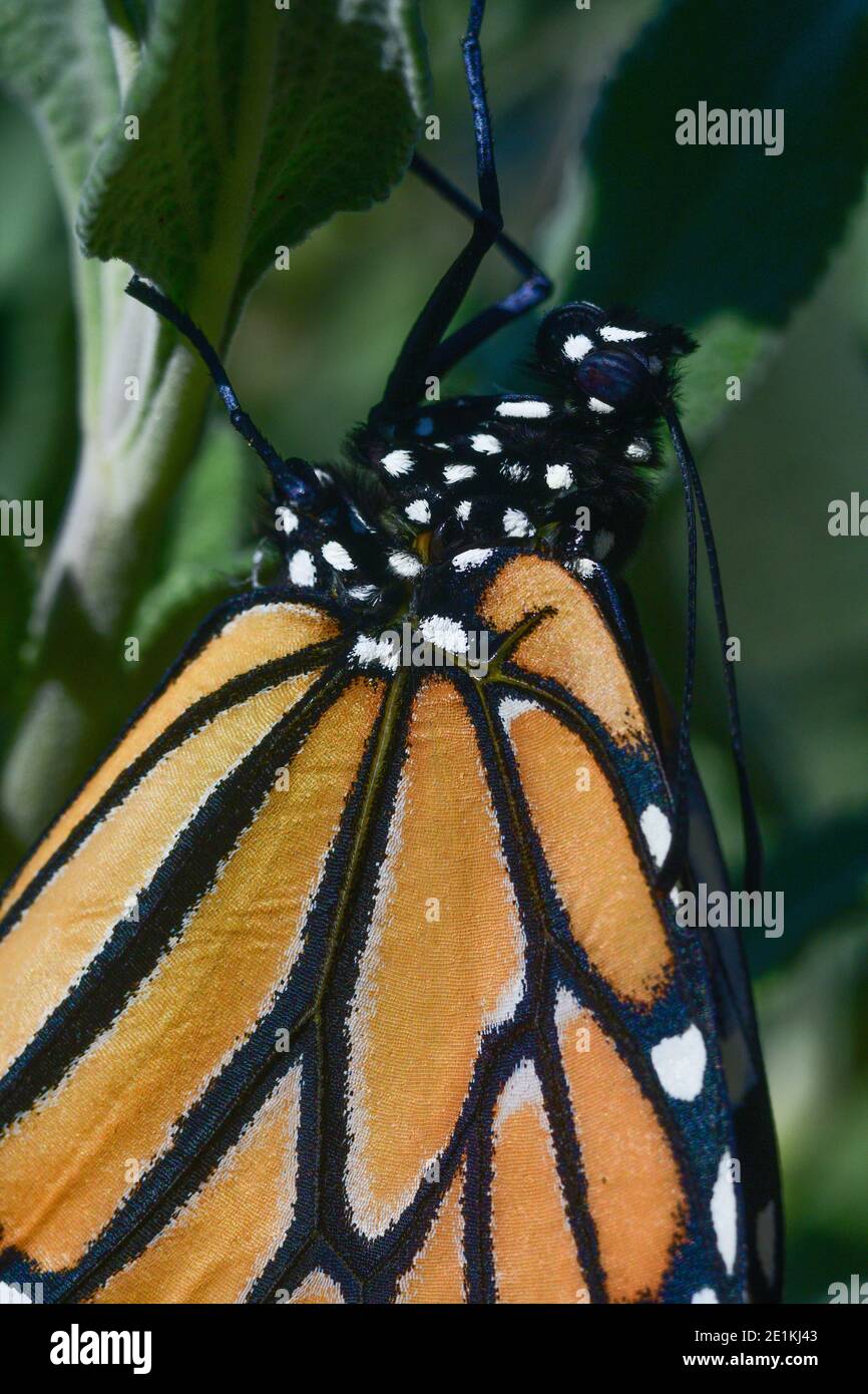 Neuer Monarch Butterfly im Sonnenlicht Stockfoto