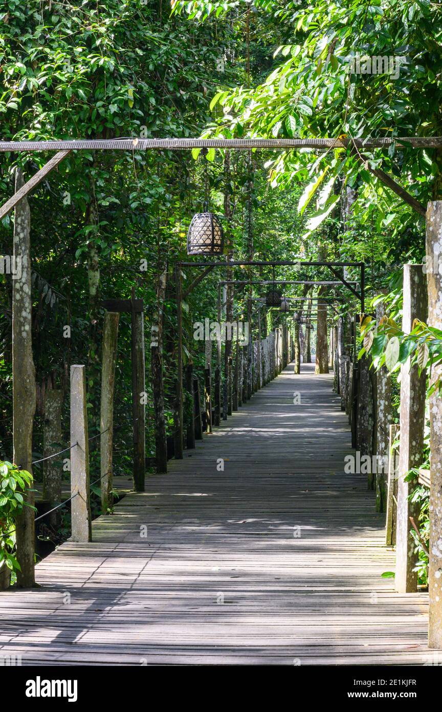 Holzbeleuchteter Boardwalk zu den Hütten in der Sukau Rainforest Eco-Lodge Stockfoto