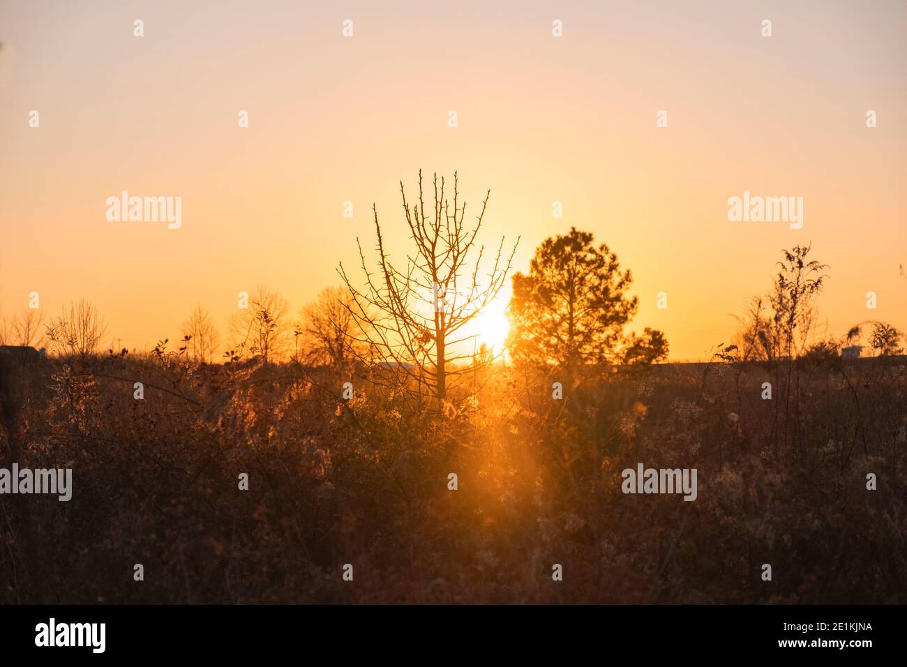 Golden Field In Ländlicher Umgebung Bei Dämmerung Stockfoto