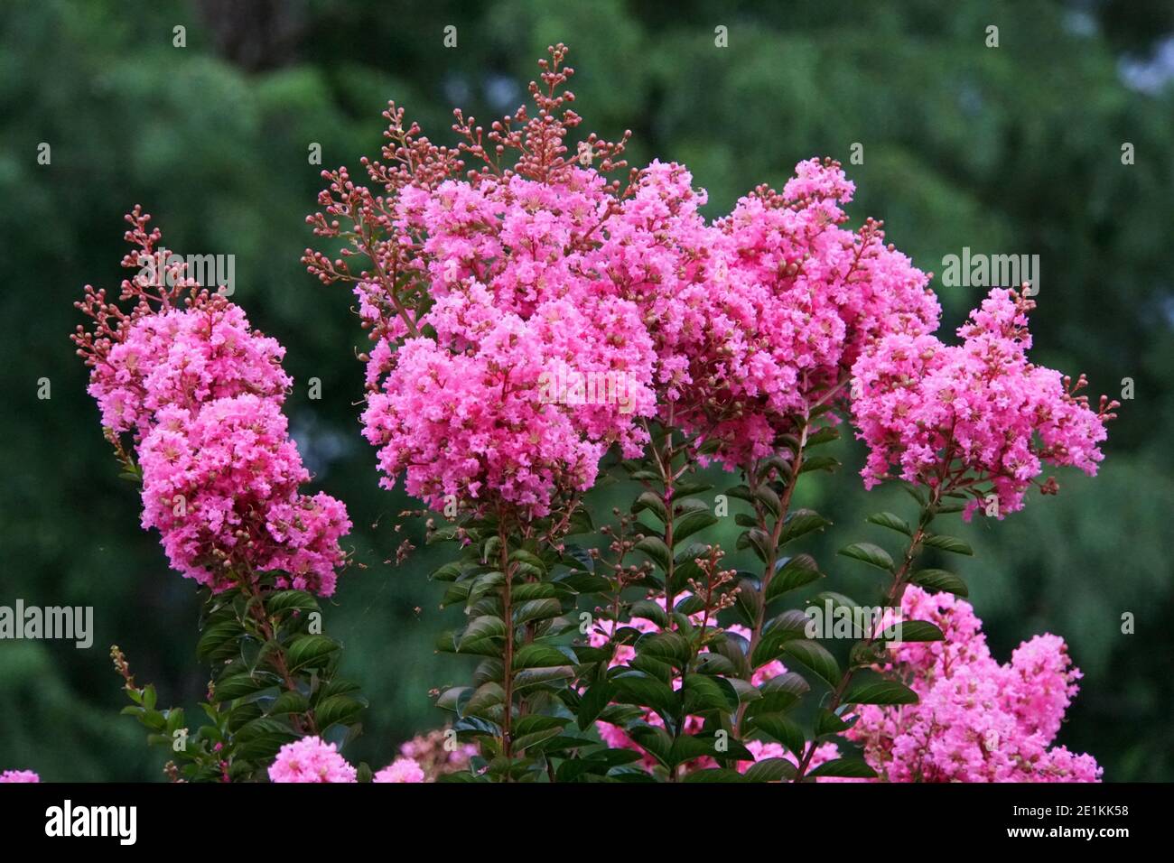 Rosafarbener, myrtelblühender Baum, der im Sommer blüht Stockfoto