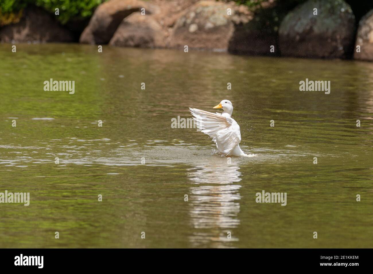 Pekin Duck schwimmt im Wasser, während sie mit den Flügeln flatscht Im Japanischen Garten Toowoomba Stockfoto