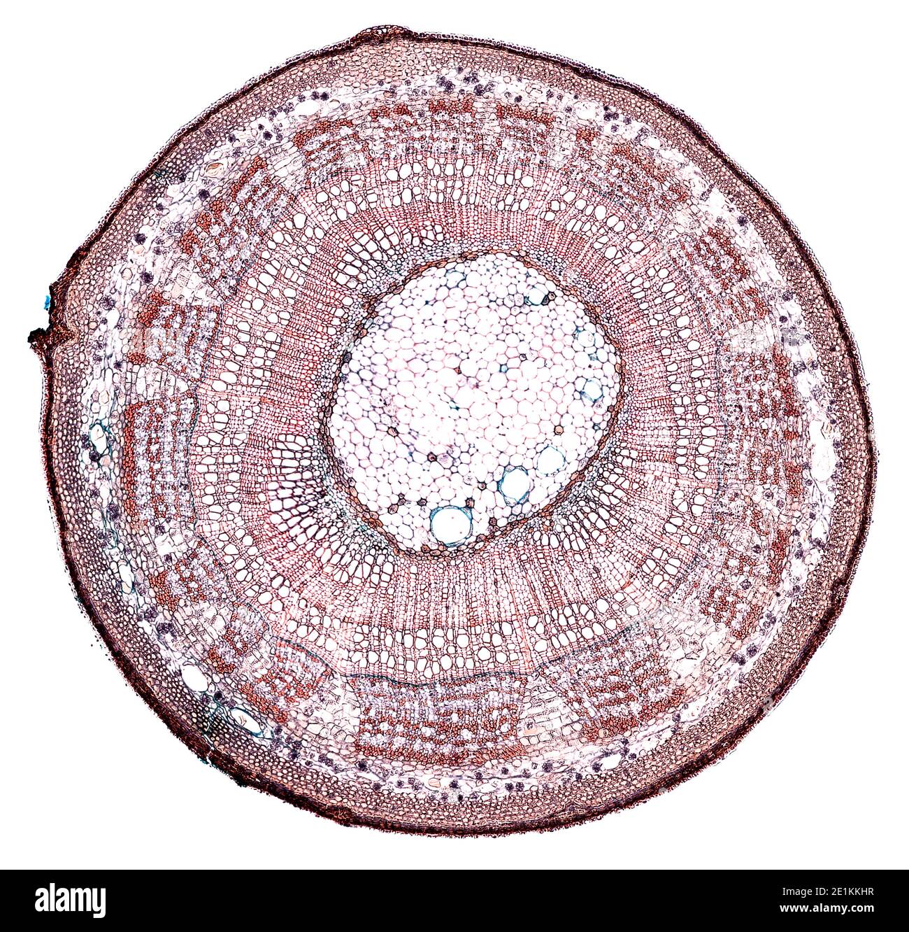 Querschnitt unter dem Mikroskop geschnitten – mikroskopische Ansicht von Pflanzenzellen für die botanische Erziehung Stockfoto