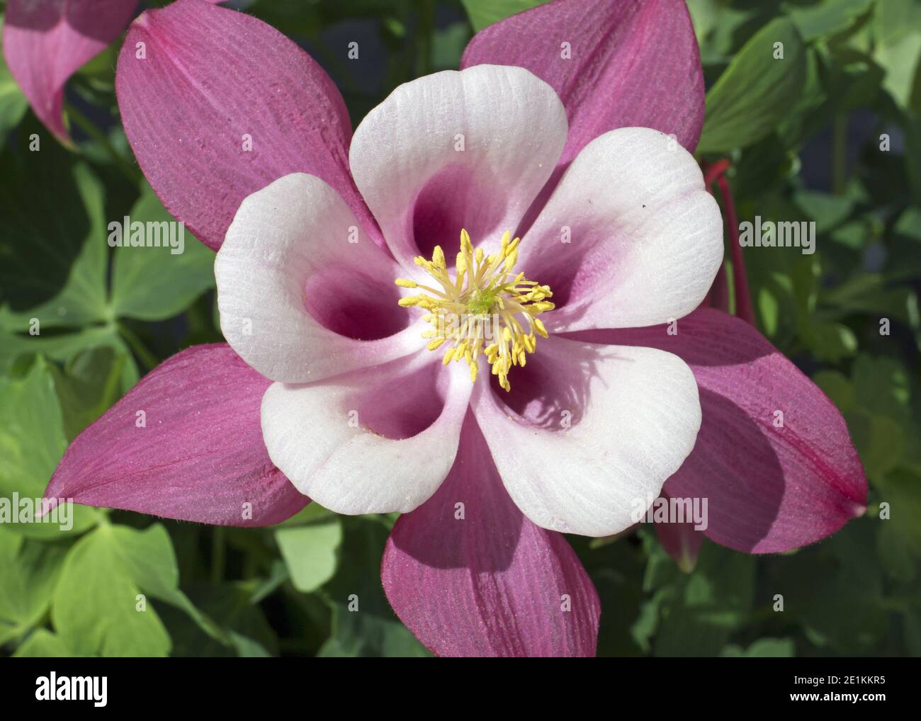 Dies ist eine rosa und weiße Blume einer Pflanze, die gemeinhin als Columbine der Gattung Aquilegia bekannt ist. Es ist eine mehrjährige. Stockfoto