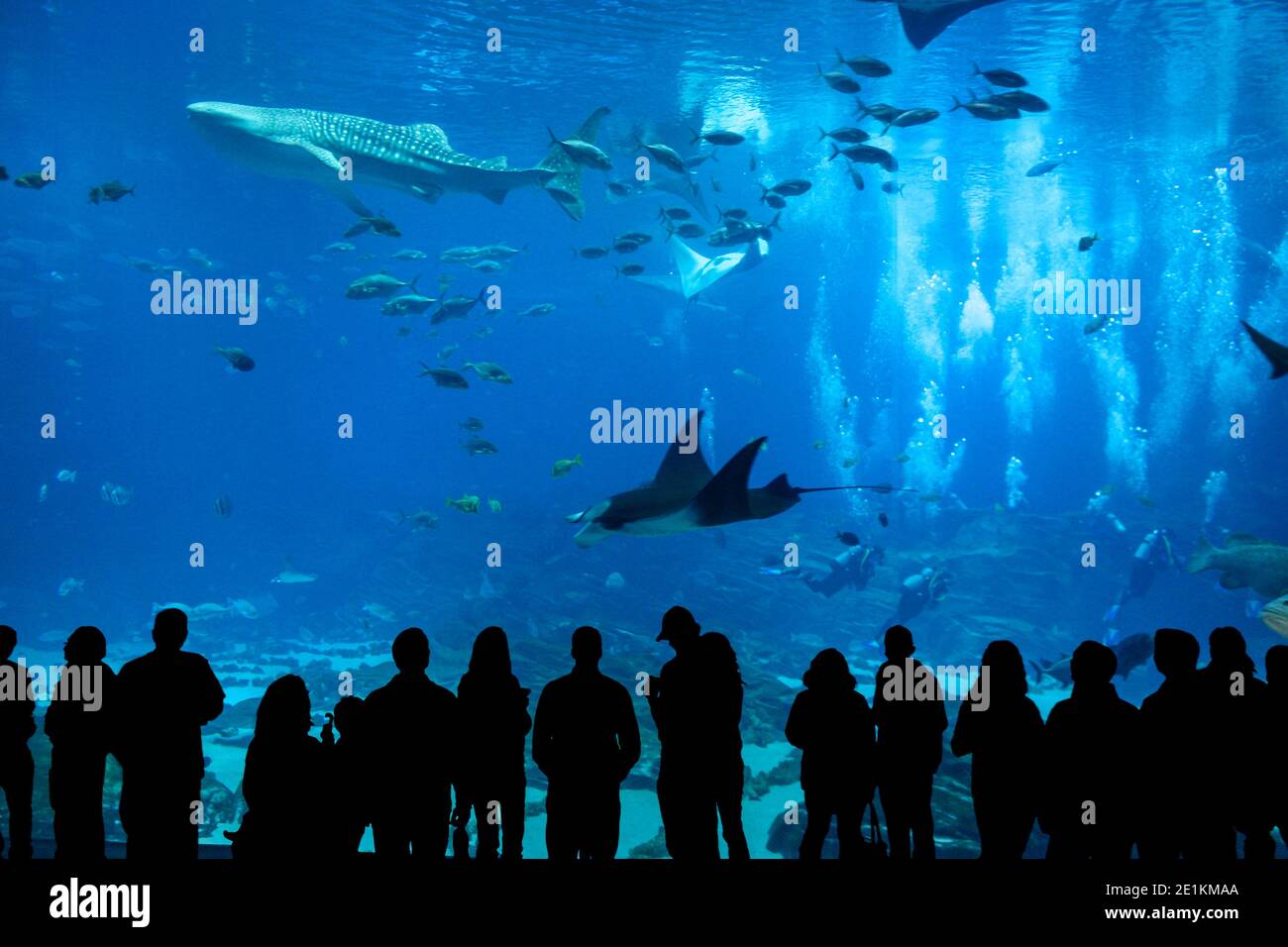 Die herrliche Aussicht im Georgia Aquarium Stockfoto