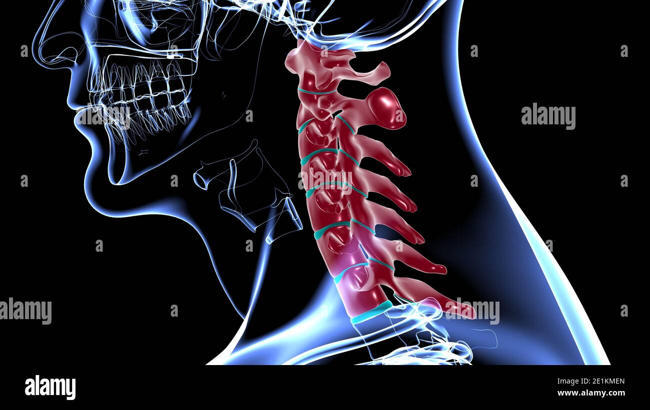 Wie Viele Halswirbel Hat Der Mensch www.alamy.de
